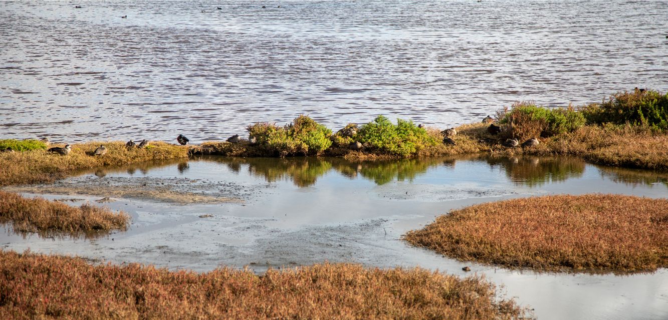 Wetlands birdlife at Altona North.