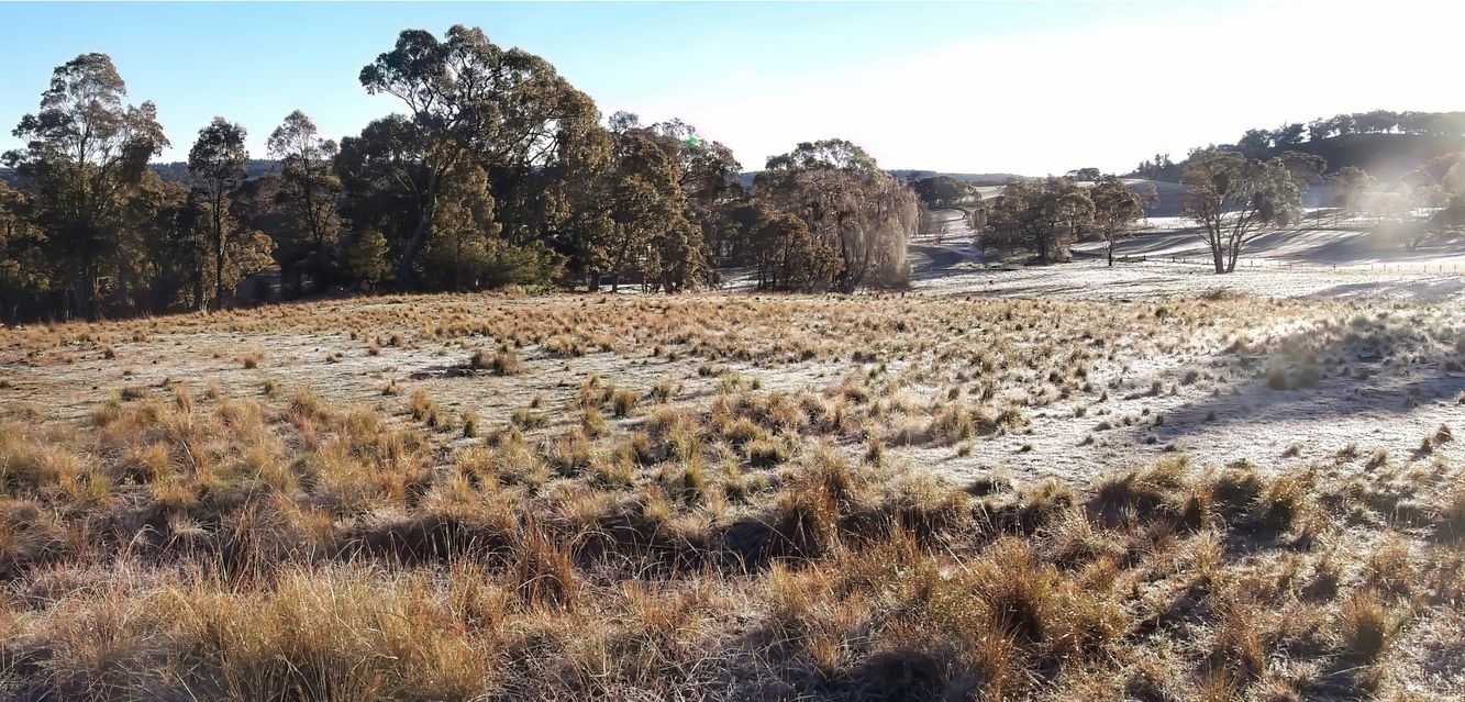 Early morning frost at a rural property outside Armidale.