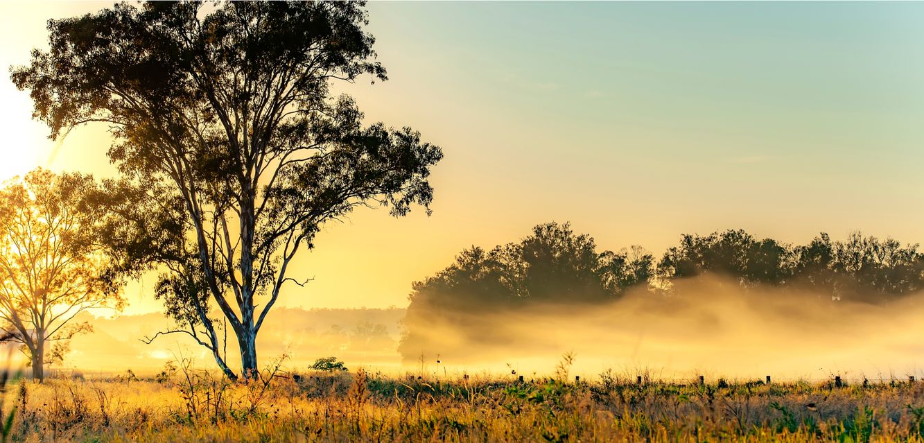 A misty morning in rural Queensland.