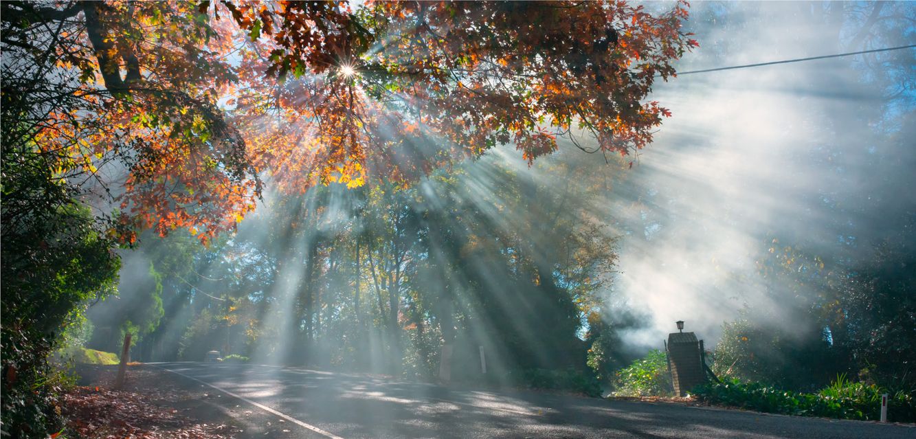 How about an Autumn drive in the Dandenong Ranges?