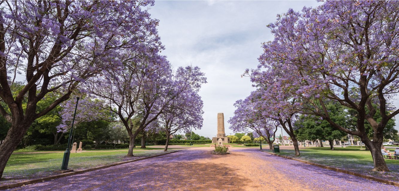 A jacaranda-lined street in Dubbo.