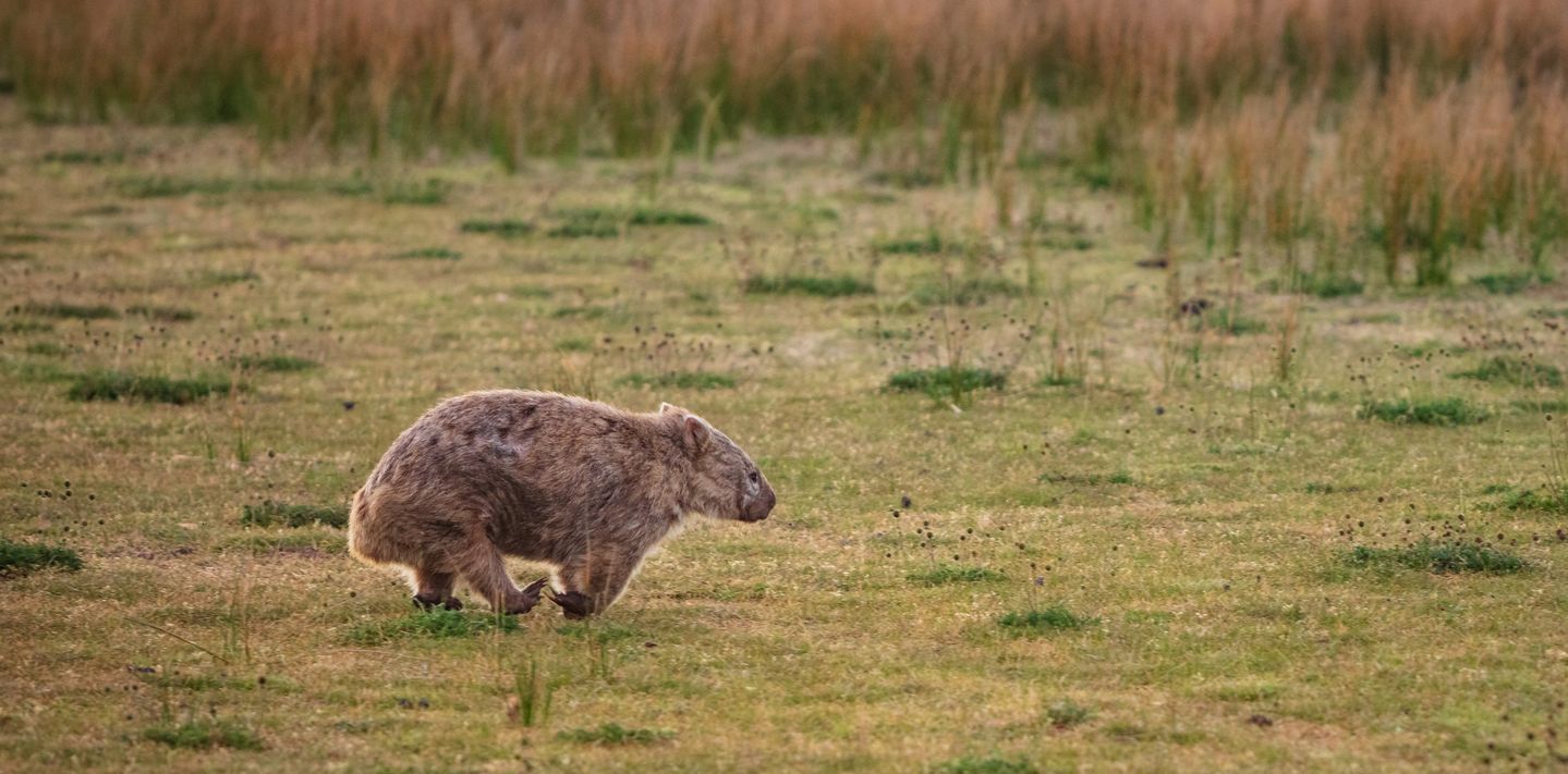 A wombat in rural Victoria.