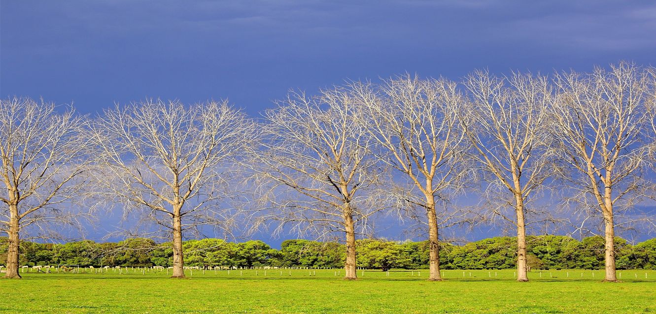 Bare poplar trees near Kempsey, New South Wales.