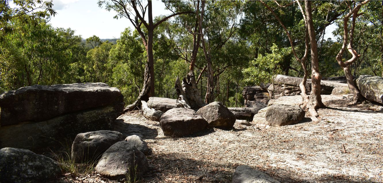 Bushland scenes in Karawatha Forest near Logan.