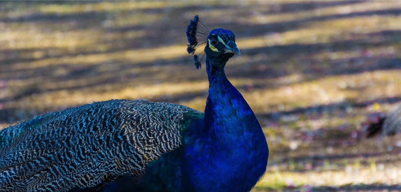 A peakcock near Moranbah.