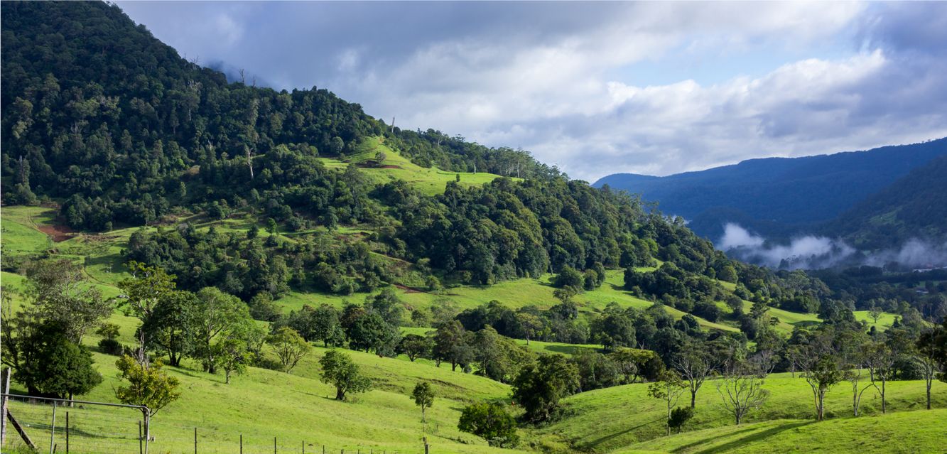 Pasture carved into the hillside in the Nerang River Valley.