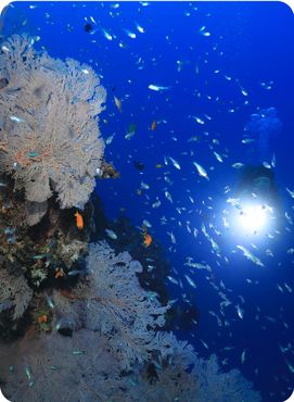 Beautiful Corals and small fish underwater in the Great Barrier Reef of Australia.