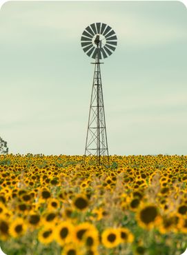 Sunflowers amongst a field next to a windmill in the afternoon in Nobby, Toowoomba Region, Queensland.
