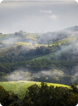 Atherton Tablelands on a misty winter's morning in Queensland, Australia.