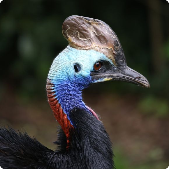 Beautiful kasuari head, close up view, Queensland, Australia.