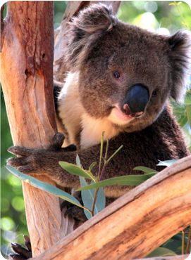 Smiling Koala in a Eucalyptus Tree, Adelaide, Australia.