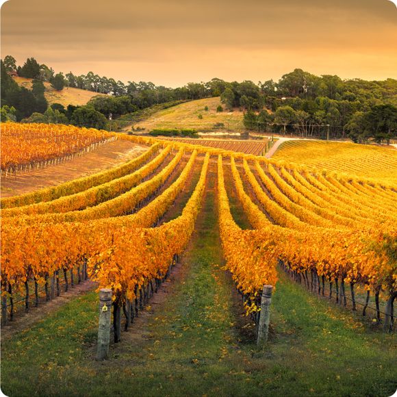 Gorgeous vineyards in the Adelaide Hills, South Australia.