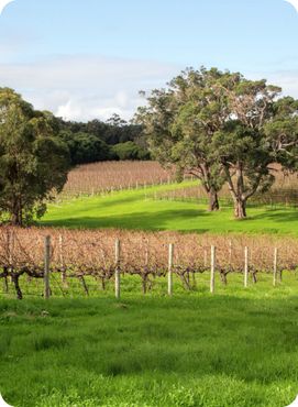 Vineyards in a wine farm near the town of Margaret River in Western Australia.
