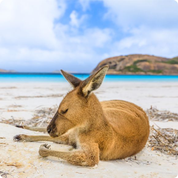 Close-up of a kangaroo on white sand of Lucky Bay in Cape Le Grand National Park, near Esperance in Western Australia.