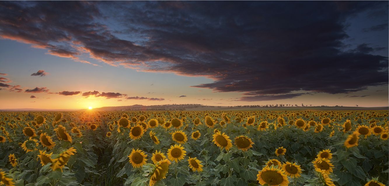 Sunflower fields near Warwick, Queensland.