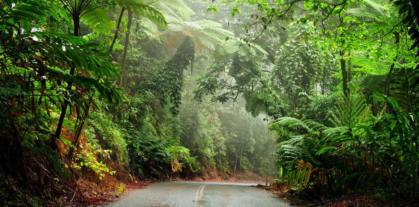 Driving through Daintree National Park.
