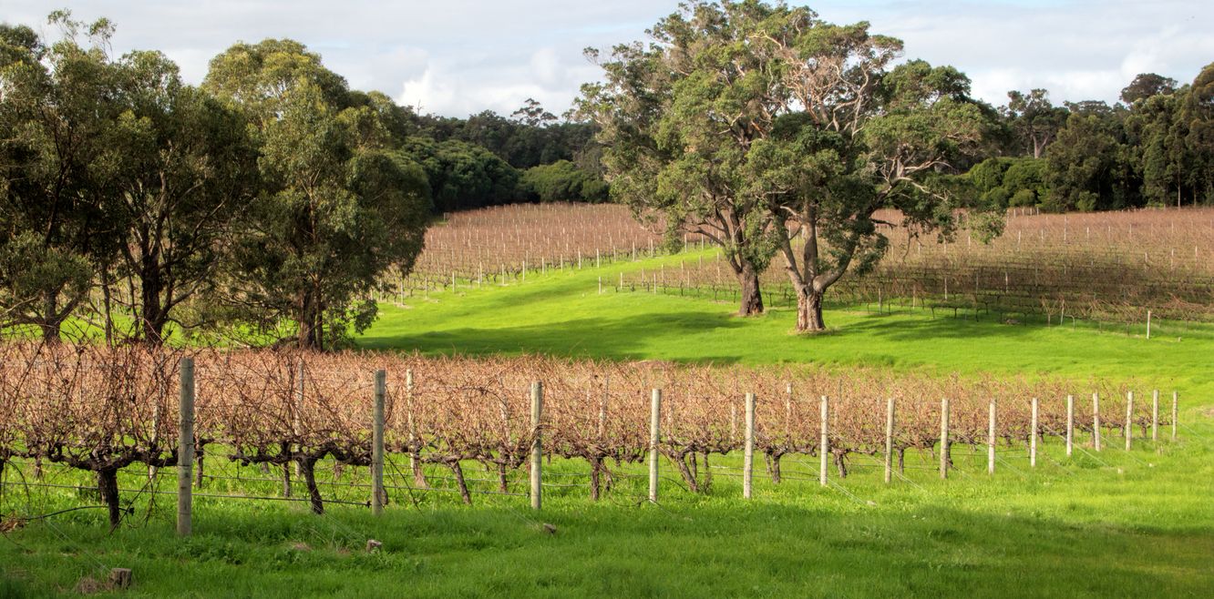 Vineyards near Margaret River in Western Australia.