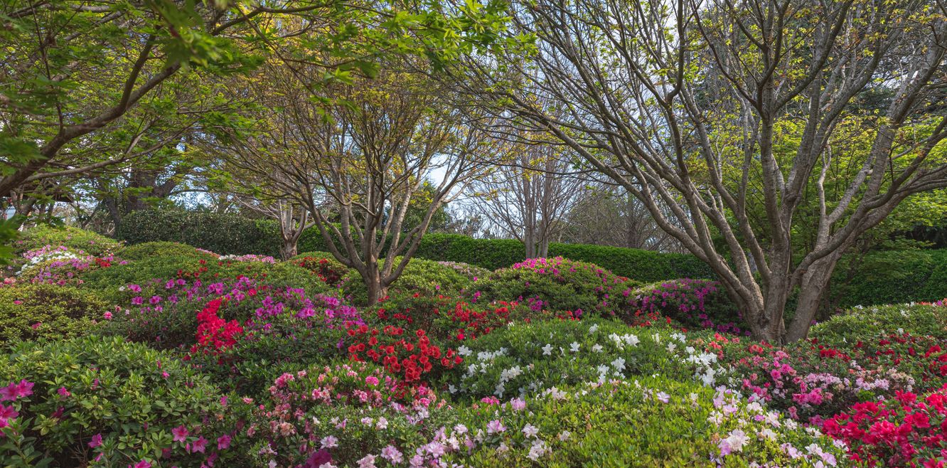 The Japanese Gardens in Toowoomba, Queensland.