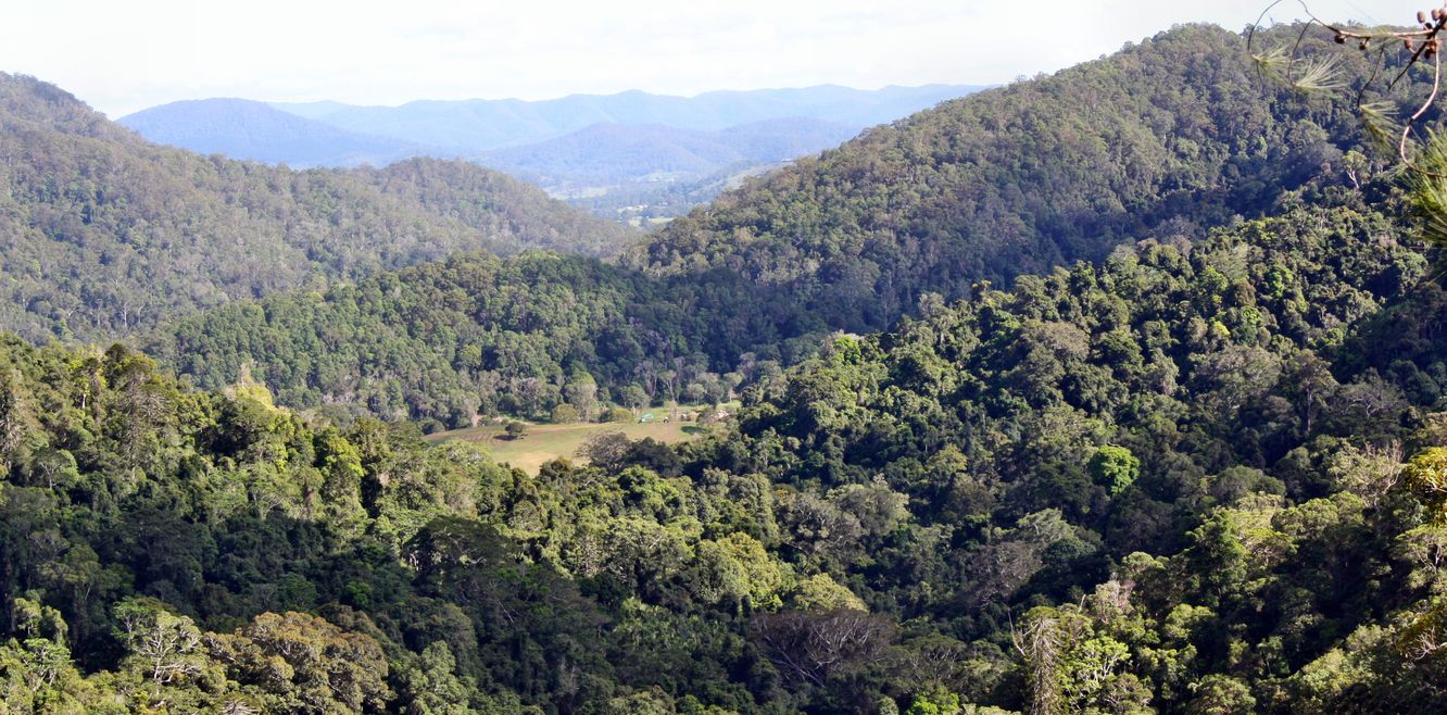 Amazing view in Kondalilla National Park.