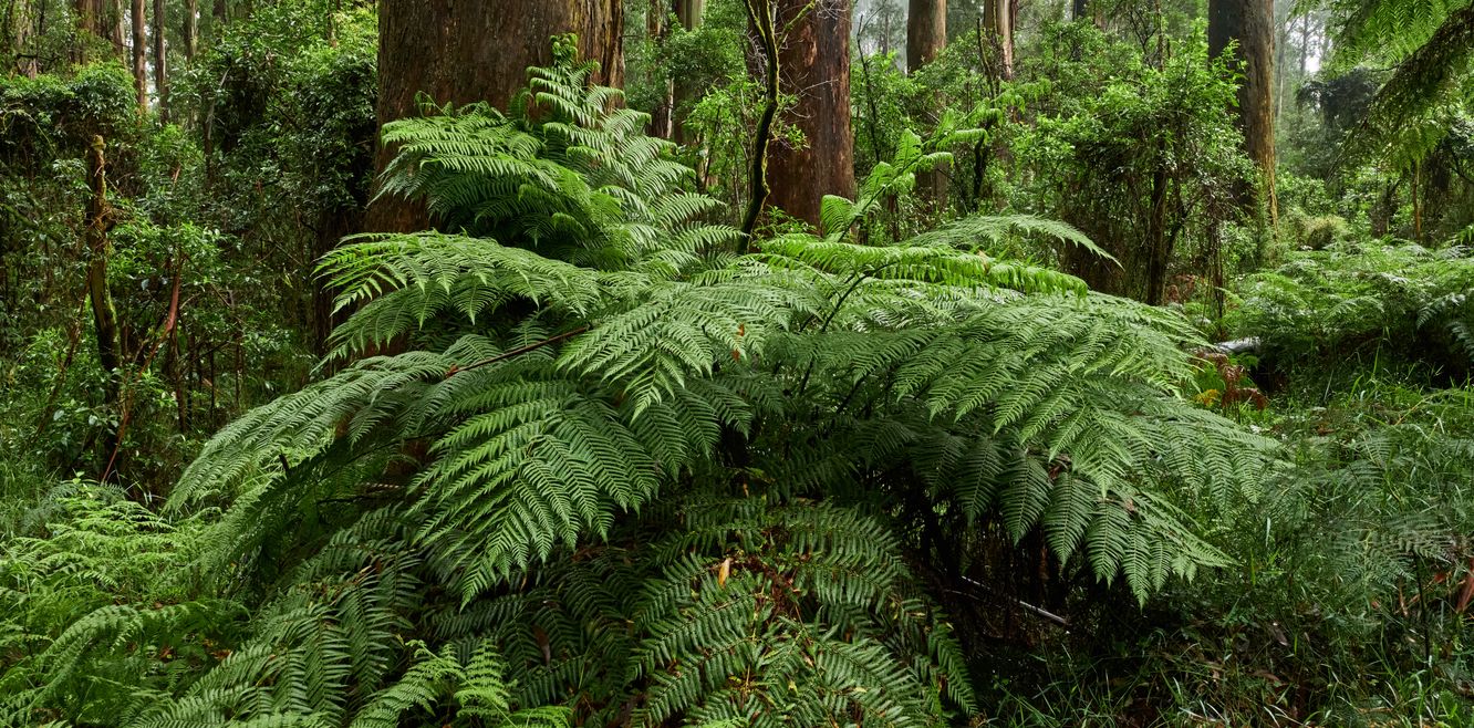 Tree ferns in the Dandenong Ranges.