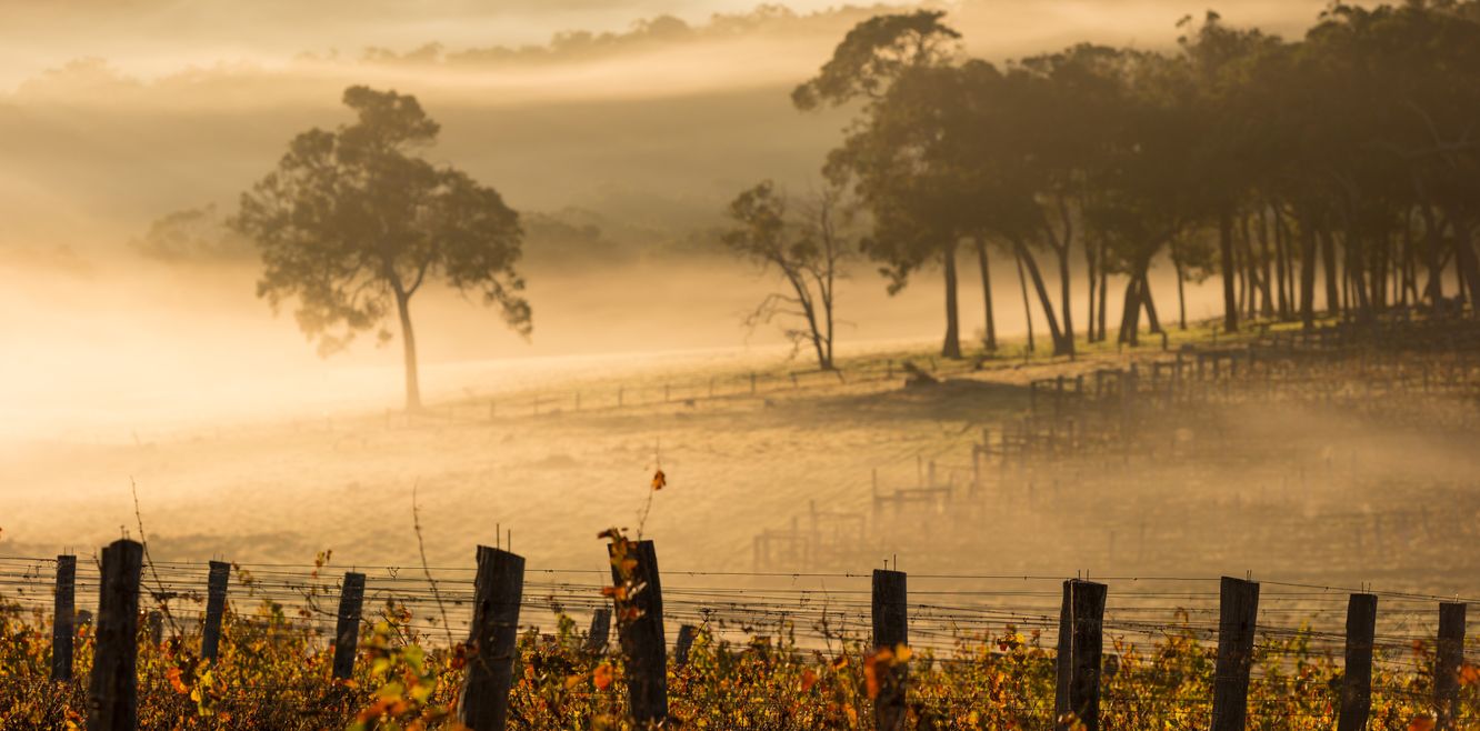 Dawn over vineyards outside Perth.