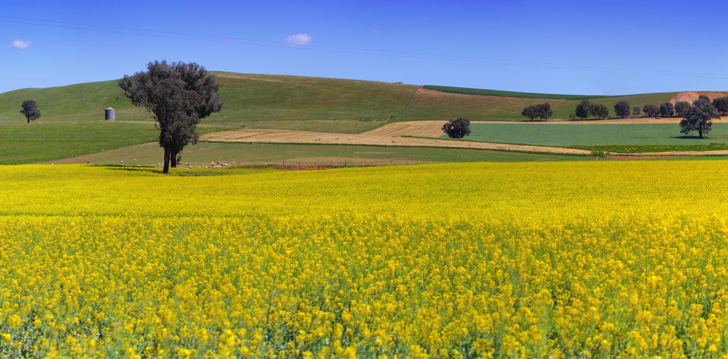 A flowering canola field in NSW.