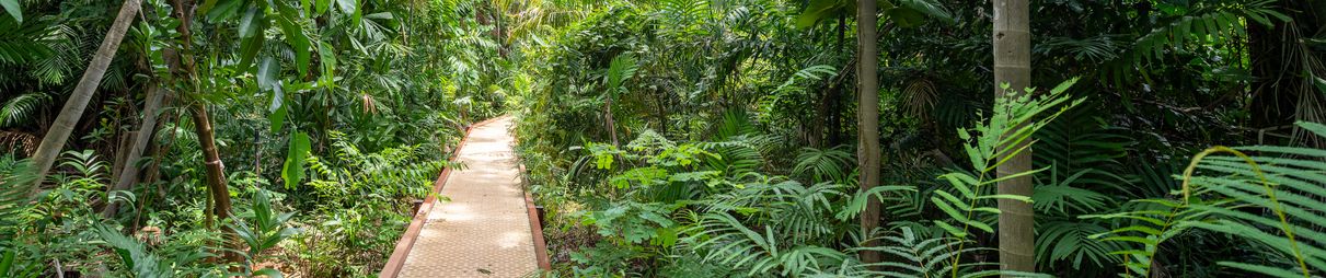 A view of the rainforest in George Brown Botanical Gardens, Darwin.