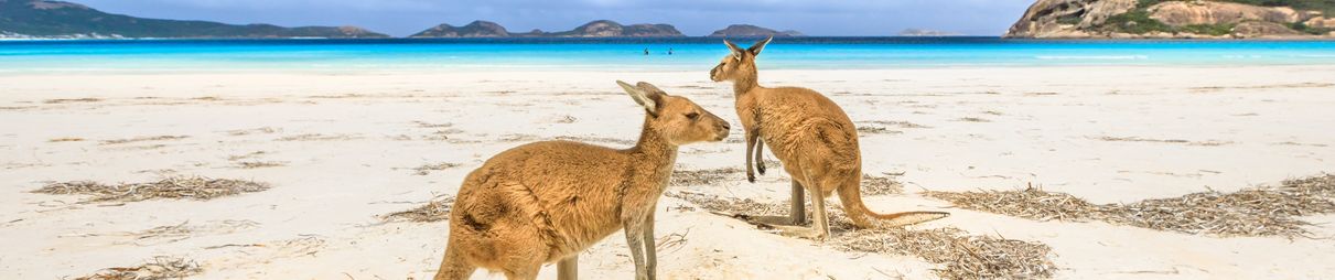 Kangaroos standing at Lucky Bay in Cape Le Grand National Park, near Esperance in Western Australia.