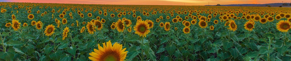Sunflowers at sunset.
