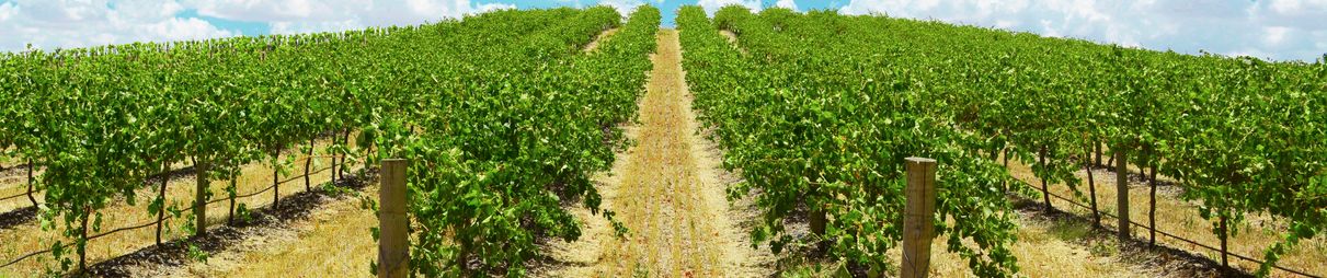 Vineyards to the horizon.