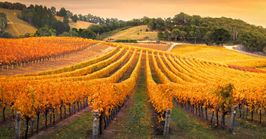 Adelaide to the Barossa Valley