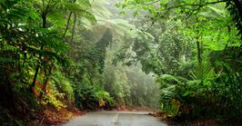 Cairns to the Daintree