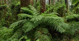 Melbourne to the Dandenong Ranges