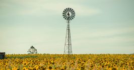 South Queensland sunflowers
