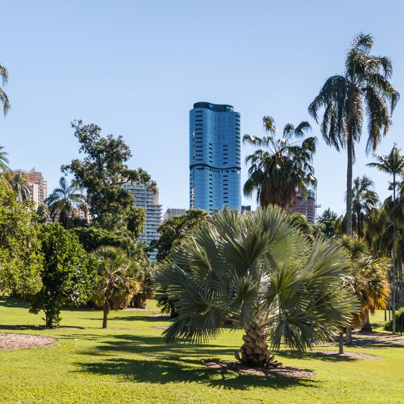 Brisbane city botanic gardens with skyscrapers in the background.