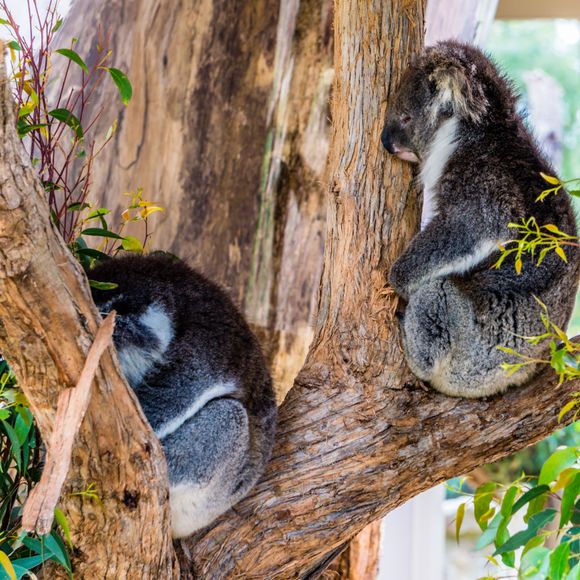 Sleepy koalas at Cleland Wildlife Park.
