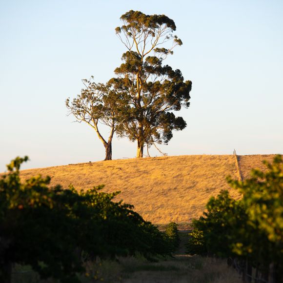 Rural scenes near Lyndoch, South Australia.