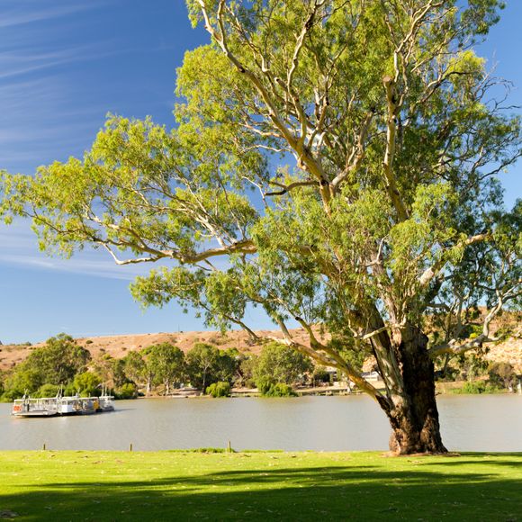 Looking over the Murray River.