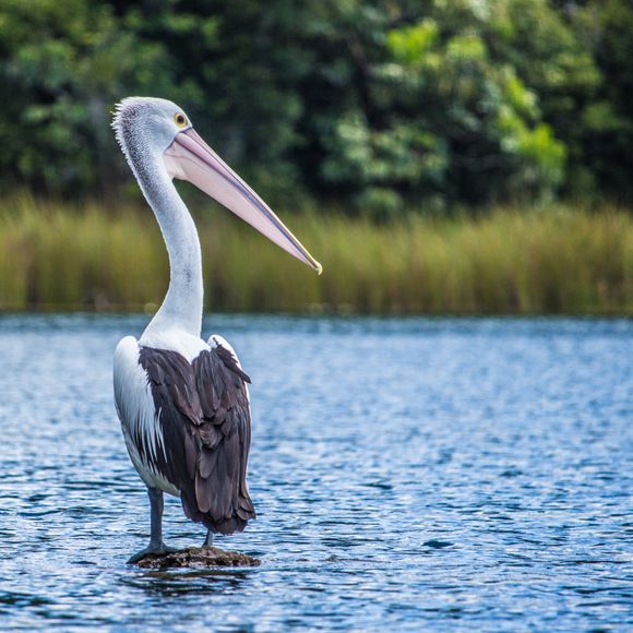 A pelican on Lake Tinaroo.