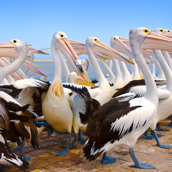Hungry pelicans at The Entrance.