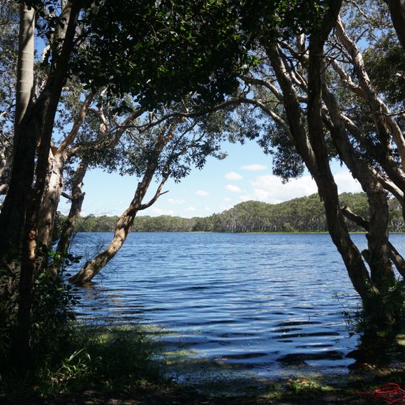 Tea Tree Lake in a beautiful sunny day - Lake Ainsworth, Lennox Head