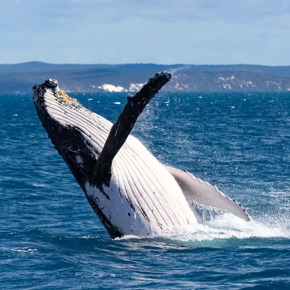 A humpback whale breaching at Hervey Bay.