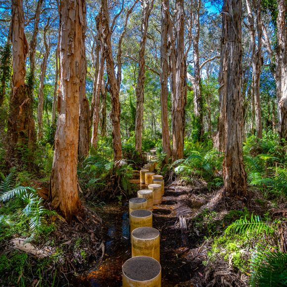 Paperbark Forest Boardwalk in Agnes Water, Queensland.