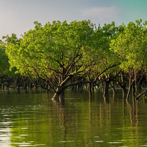 Mangrove Forest in Charles Darwin National Park.