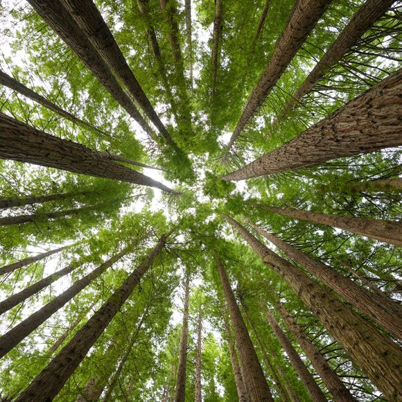 Californian redwoods in Beech Forest, Victoria.