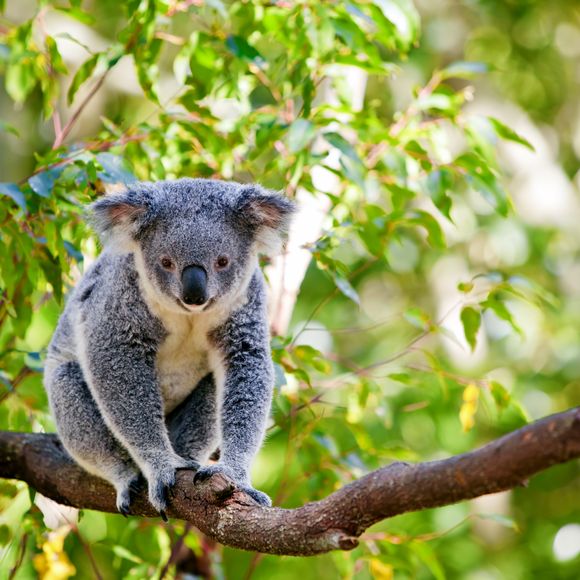 See koalas in their native habitat.