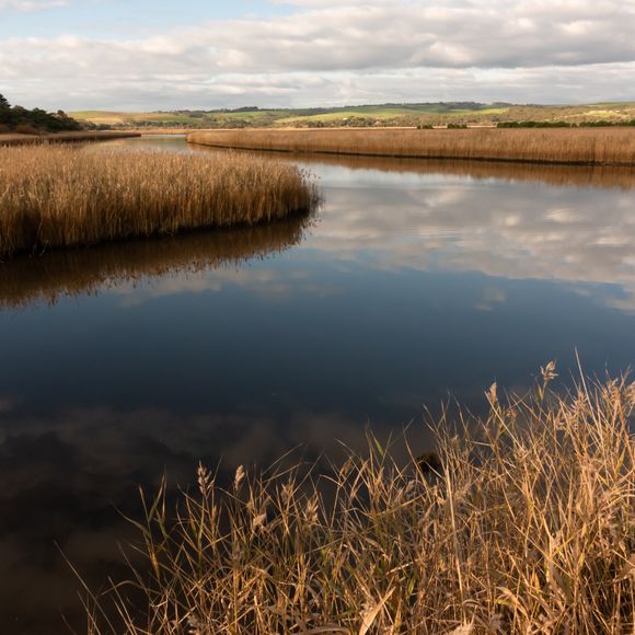 The Princetown Wetlands.