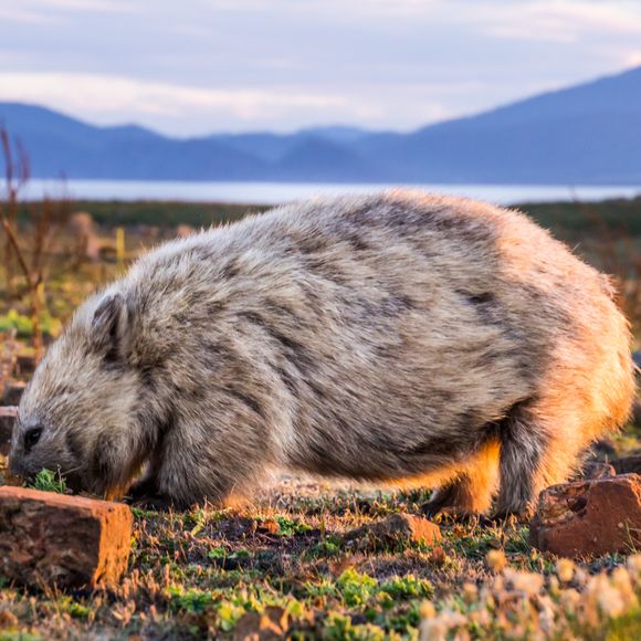 Keep your eyes peeled for wombats on Maria Island.