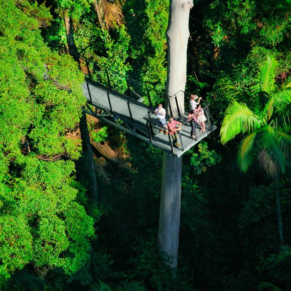Enjoy a different viewpoint at the Tamborine Rainforest Skywalk.
