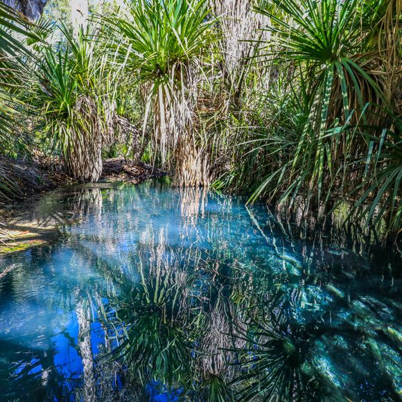 View of thermal pool at Bitter Springs in the Northern Territory.